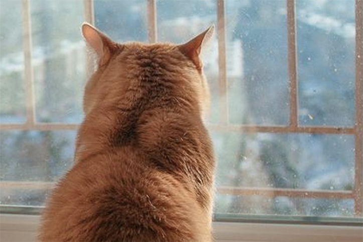 Air purifiers for indoor air pollution