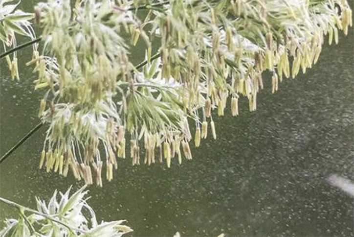 Air purifiers for pollen allergies