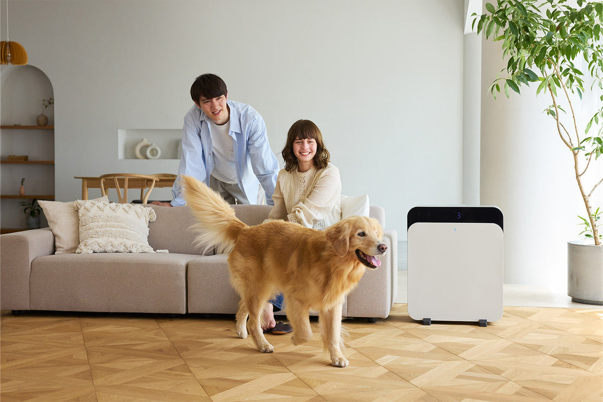 Improve Indoor Air Quality at Home: Tackling Allergens and Pollutants with Classic Pro