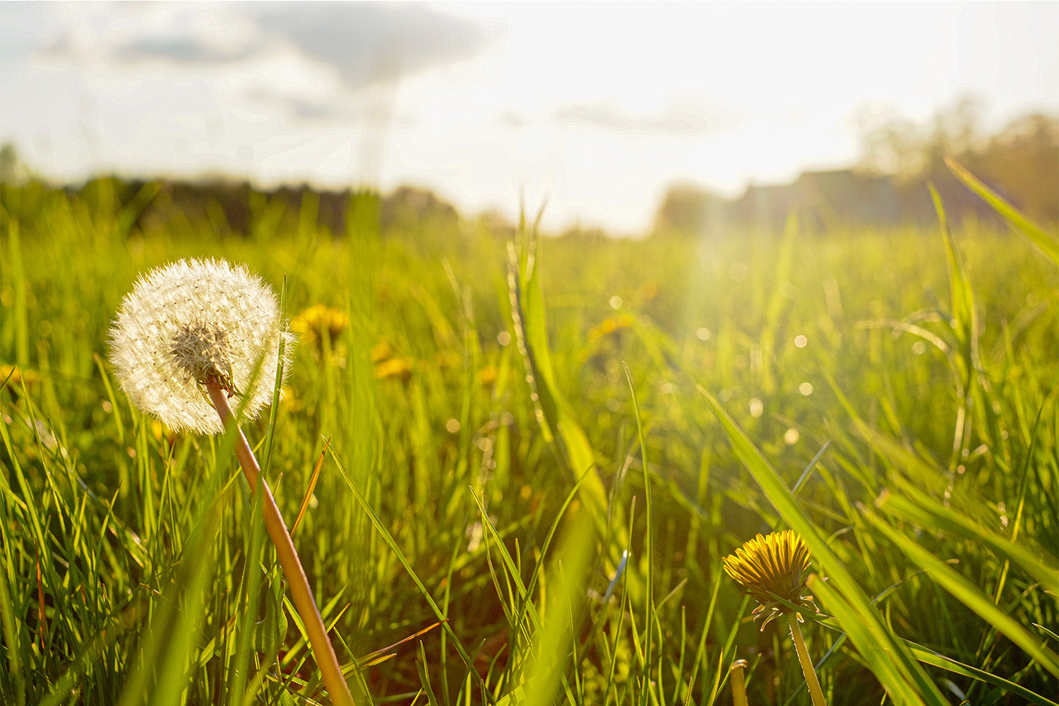Grass Pollen Allergies: Your Complete Guide to Peak Hay Fever Season
