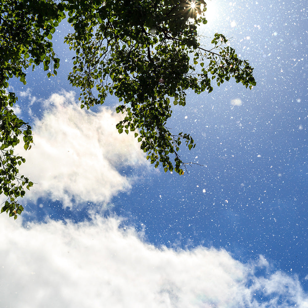 Take Back Your Spring: How to Beat Tree Pollen Season